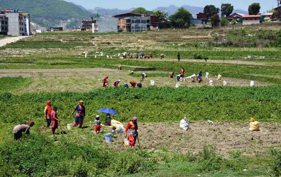 सामूहिक खेतीमार्फत विपन्नको आय वृद्धिमा सहकारी