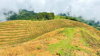 चिया कफी मार्फत पर्यटन प्रवर्धन गर्दै खोटाङका स्थानीय तह