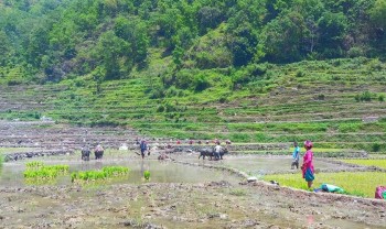 बागलुङमा रोपाइँको चटारो