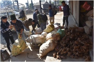 किसानलाई तरुल खन्न र बिक्री गर्न भ्याइ नभ्याइ