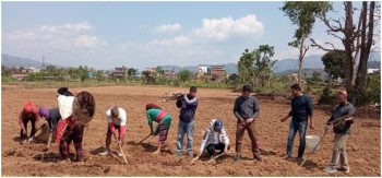 उखु खेती प्रवर्द्धन सामूहिक खेती गर्दै रामपुरका युवा