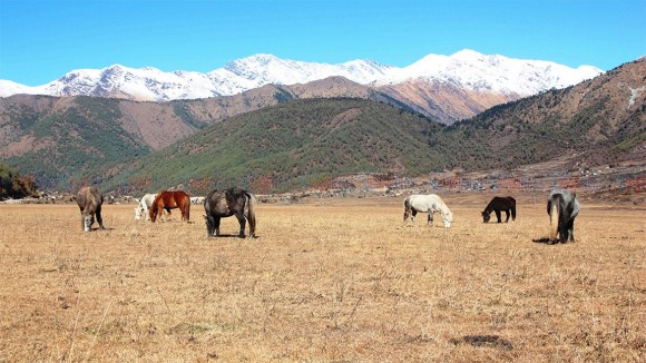 घोडा चढेर किसानका गोठमा पुग्छन् पशु प्राविधिक