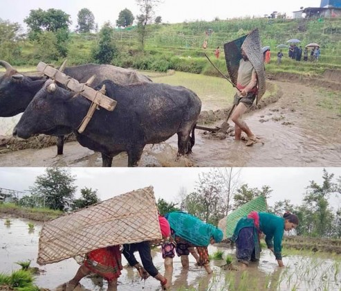 पोखरामा ६० प्रतिशत रोपाइँ सम्पन्न