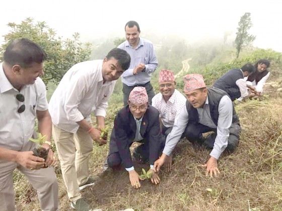 सराङकोटको डाँडामा लालीगुराँसका बिरुवा