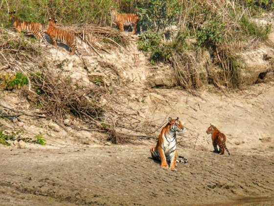 बस्तीमा वन्यजन्तु पस्न थालेपछि अध्ययन सुरु