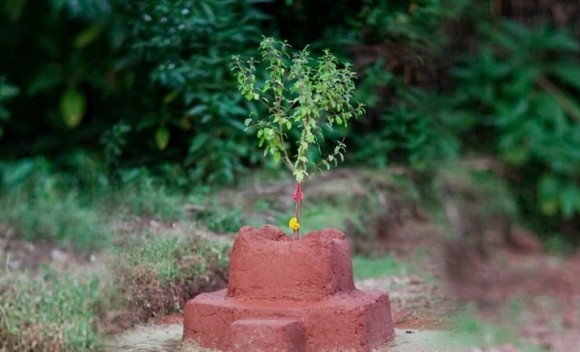 आज हरिशयनी एकादशी, घरघरमा तुलसीको बिरुवा सारिँदै