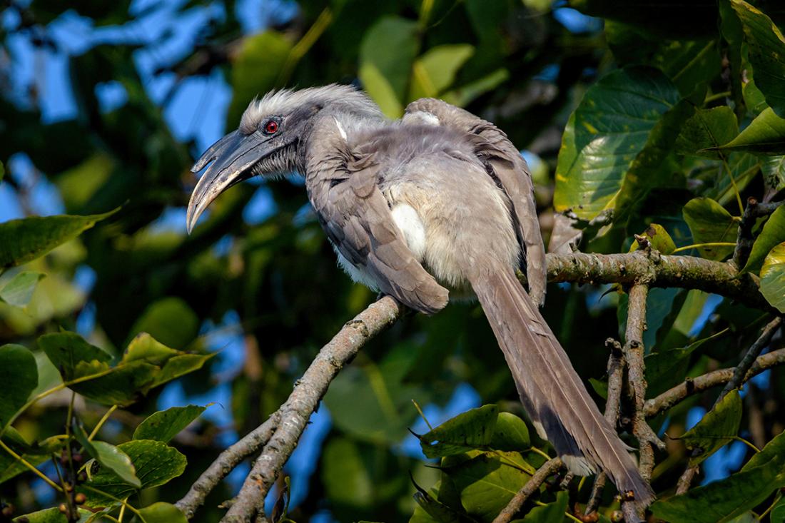 GreyHornbill-1735126456.jpg