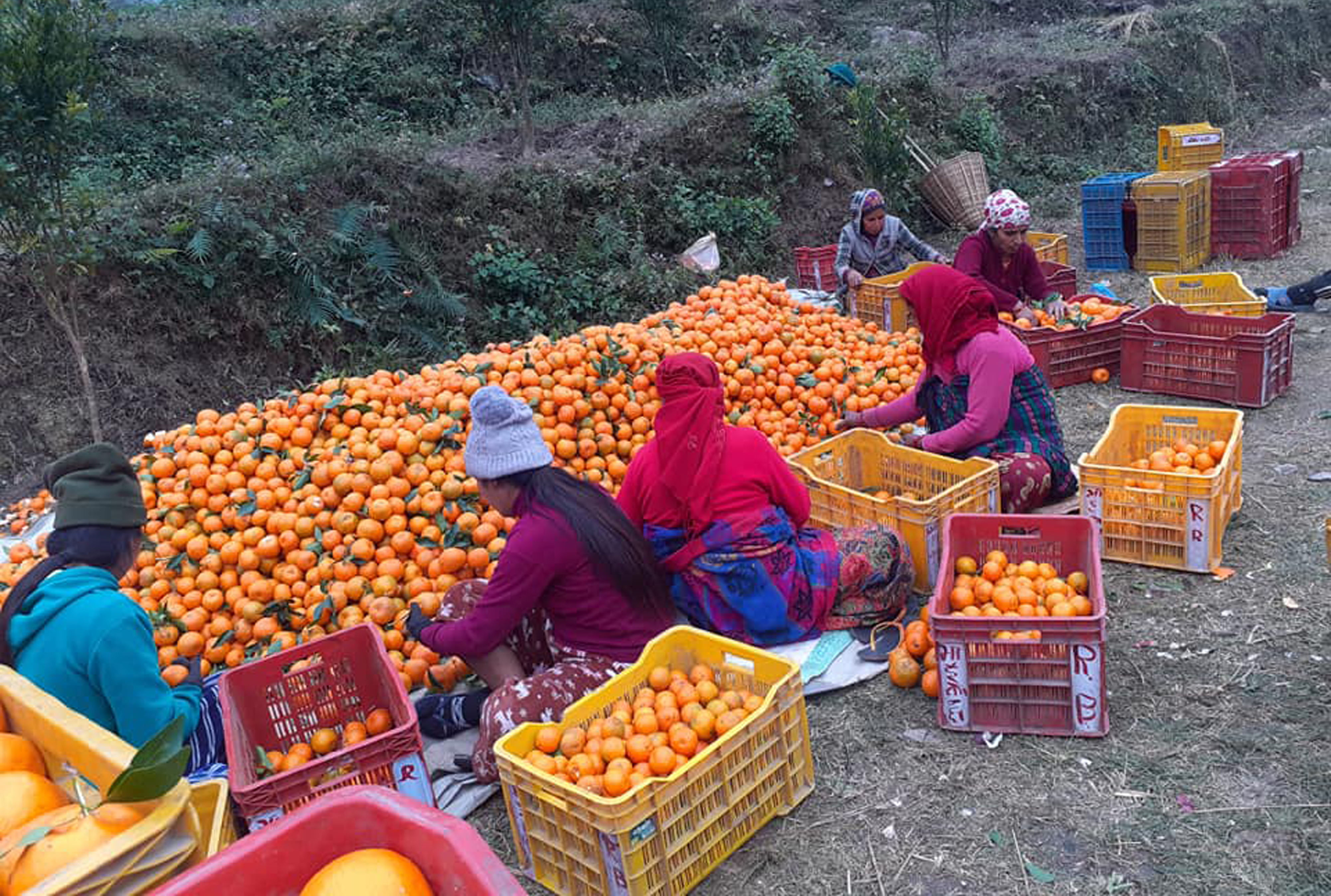 एउटै वडाबाट चार करोडको सुन्तला विक्री