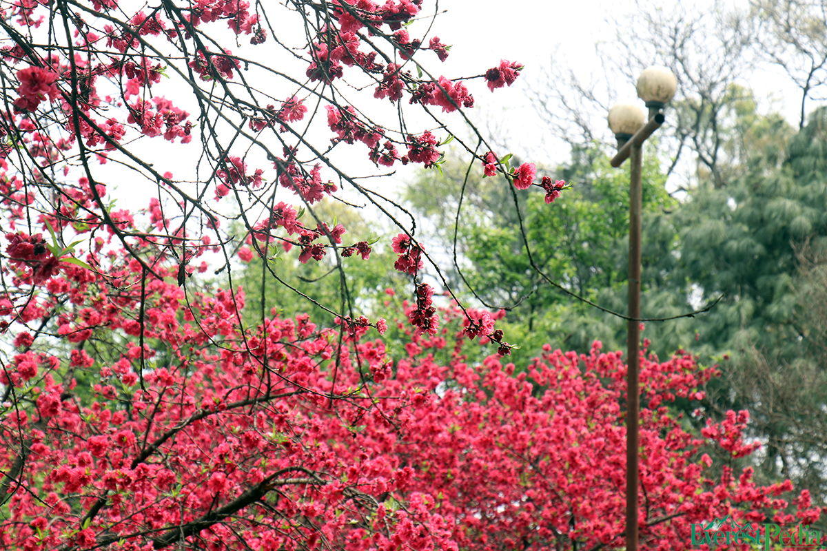 bhrikutimandap-flower-photo--kamal-1-1741767119.jpg