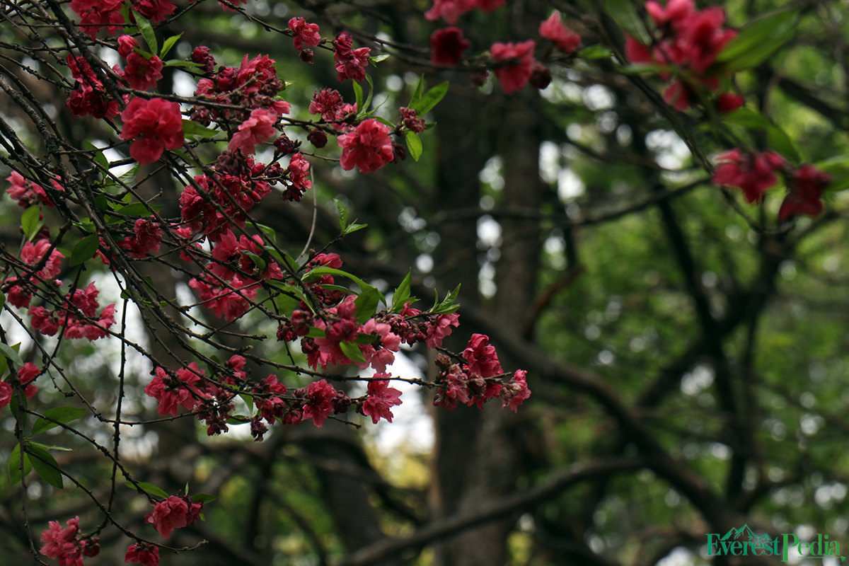 bhrikutimandap-flower-photo--kamal-11-1741767189.jpg