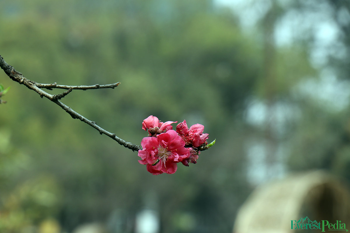 bhrikutimandap-flower-photo--kamal-13-1741767193.jpg