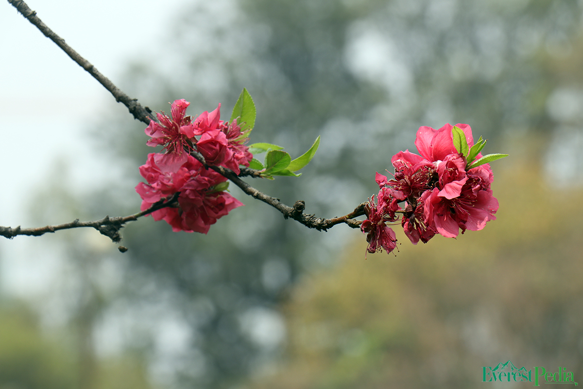 bhrikutimandap-flower-photo--kamal-14-1741767200.jpg