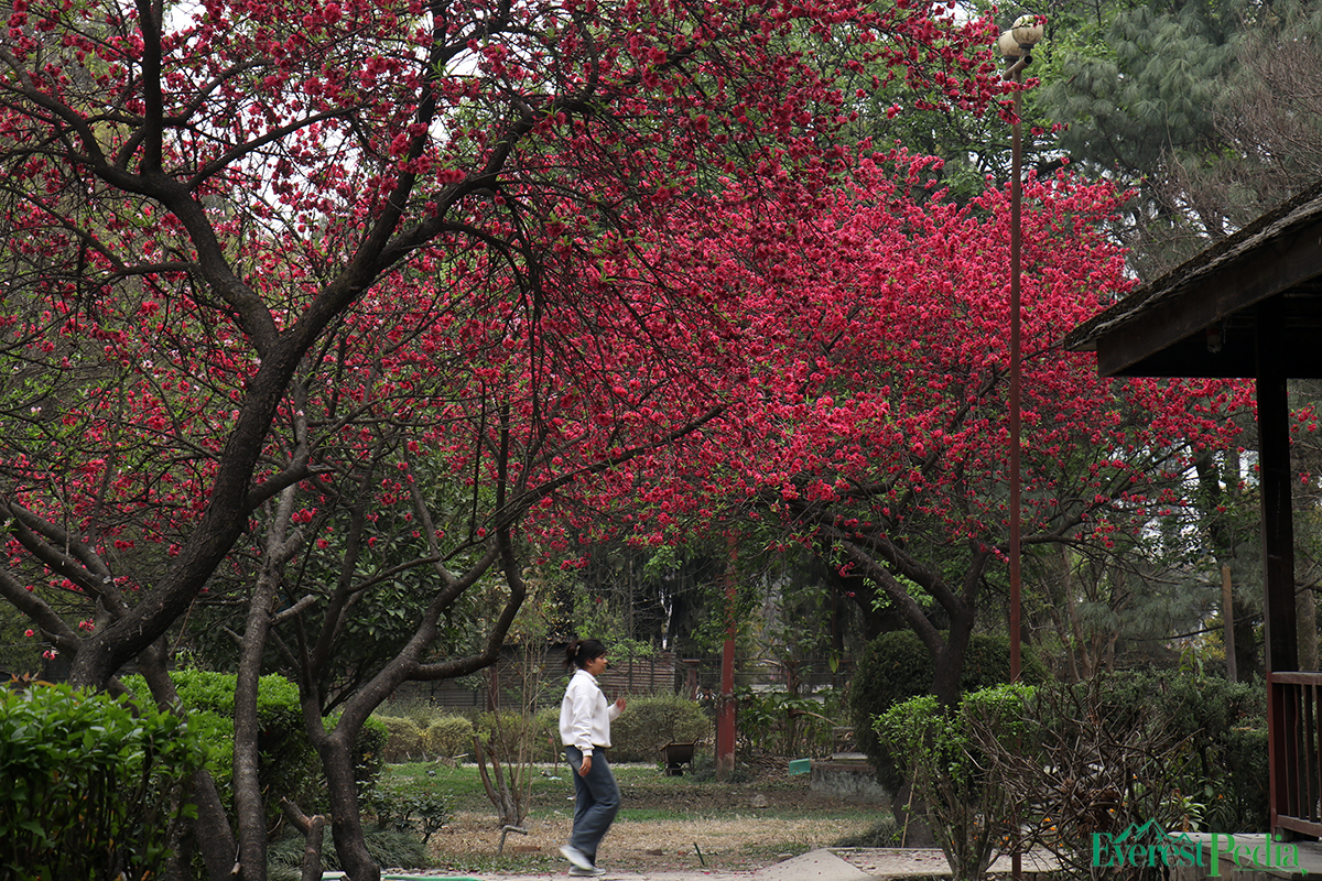 bhrikutimandap-flower-photo--kamal-4-1741767126.jpg