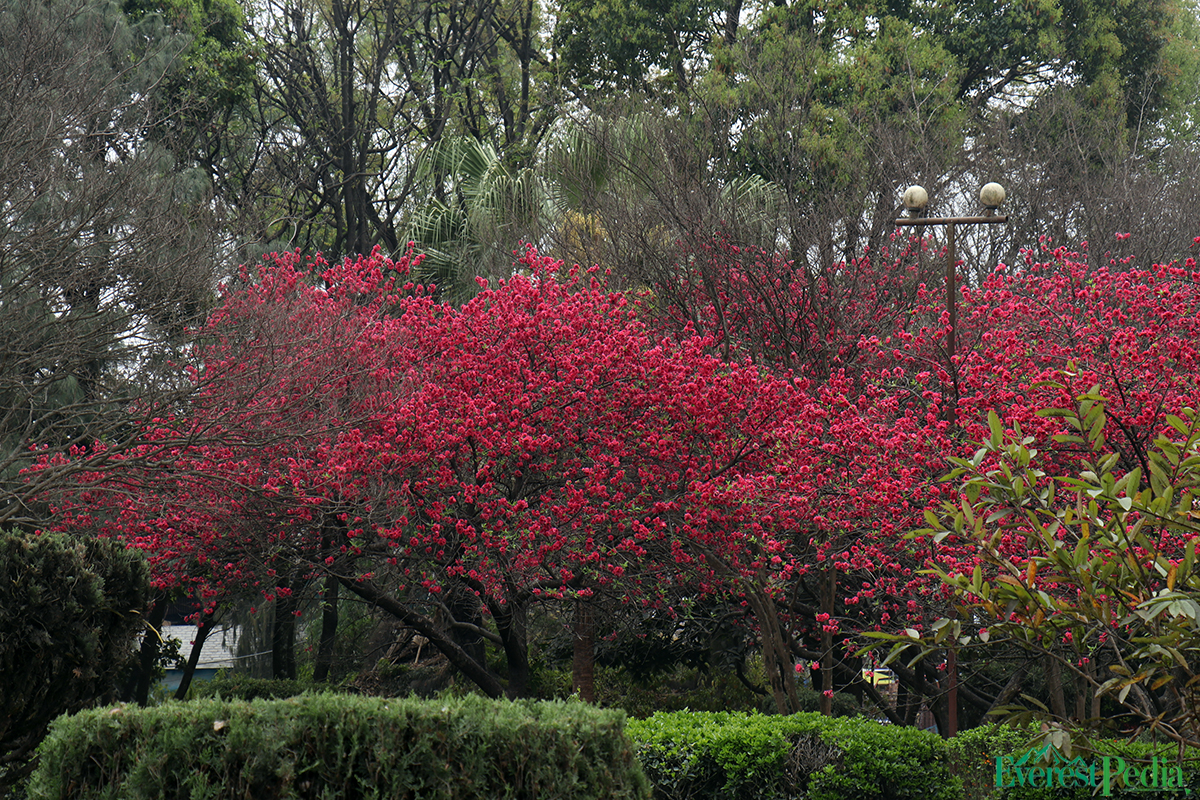 bhrikutimandap-flower-photo--kamal-5-1741767136.jpg