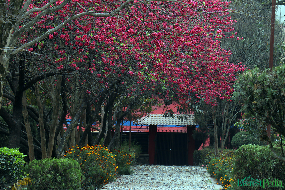 bhrikutimandap-flower-photo--kamal-6-1741767140.jpg