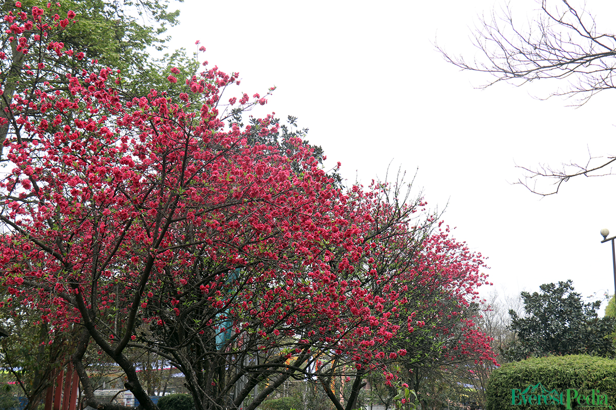 bhrikutimandap-flower-photo--kamal-7-1741767147.jpg