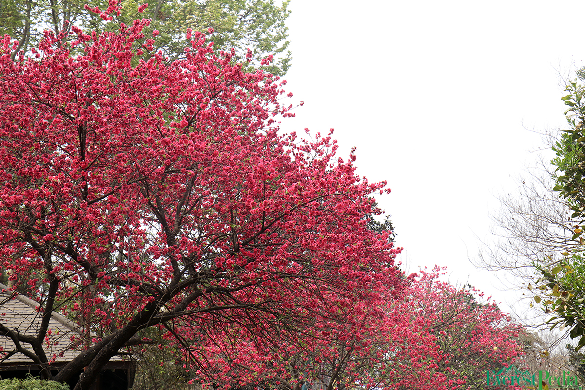 bhrikutimandap-flower-photo--kamal-9-1741767161.jpg