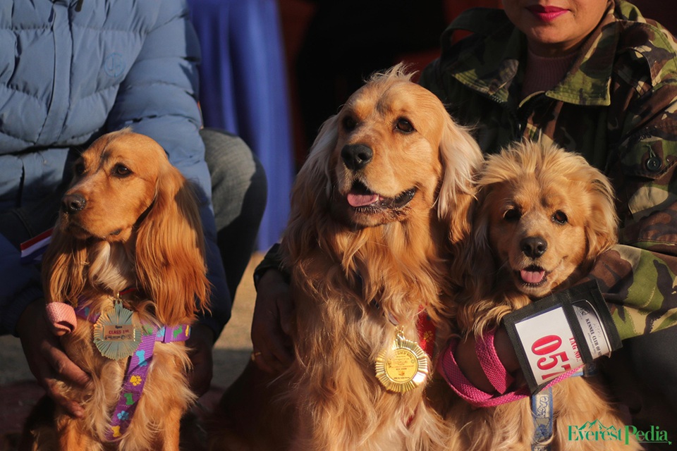 dog-show--14-copy-1737269885.jpg