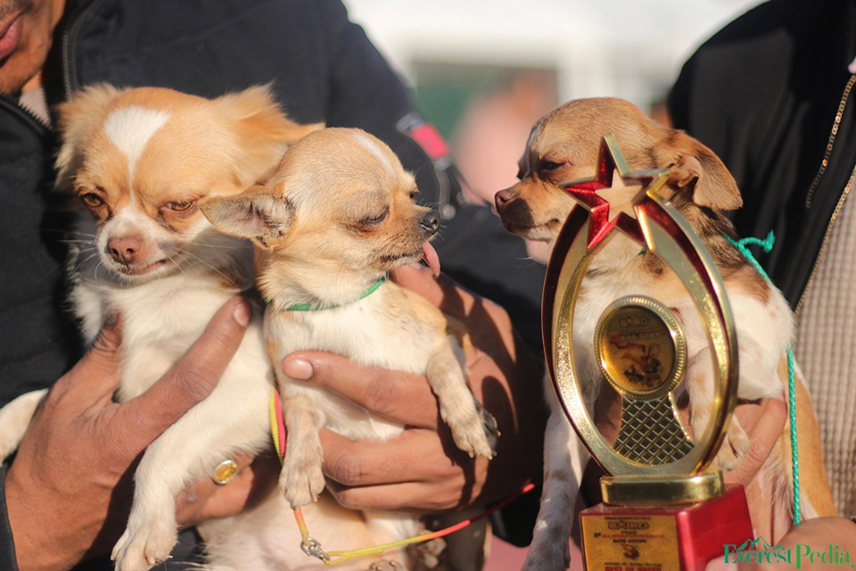 dog-show--7-copy-1737269879.jpg