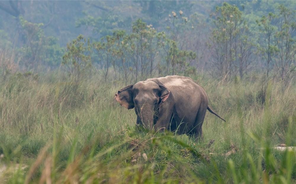 elephant-supradipta-1735728052.jpg