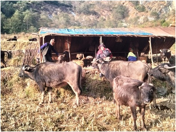 प्रेमबहादुरको सङ्घर्ष: ‘छ दशकदेखि घुम्ती गोठमा गाई भैँसी पालन’