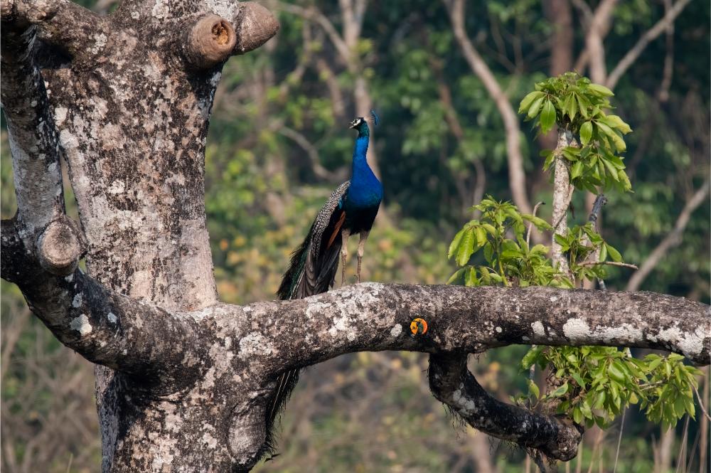 peakcock-supradipta-1735728053.jpg