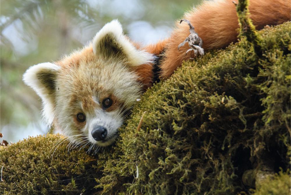 red-panda-supradipta-1735728055.jpg