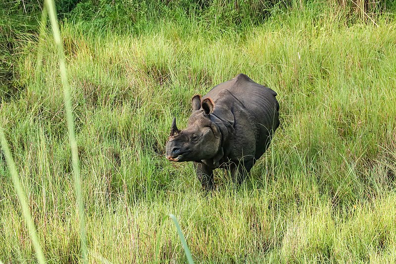 १० दिनको भाले गैंडाको उद्धार